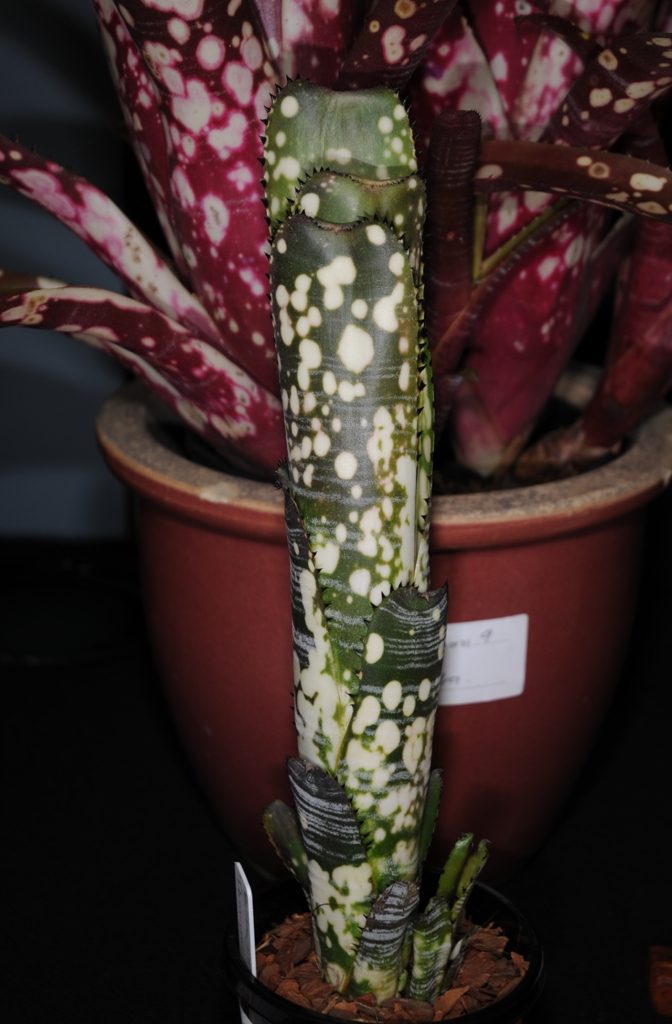 Billbergia Domingos Martins